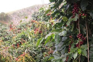 Các dòng cà phê Robusta chất lượng cao ở Việt Nam