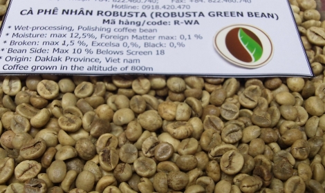 Robusta green bean